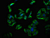 TECTB Antibody PACO61129