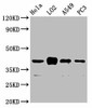 VN1R1 Antibody PACO61145