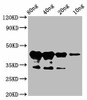 MYB75 Antibody PACO61161