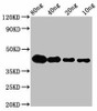 lta Antibody PACO61322