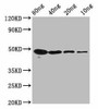 mycn Antibody PACO61450