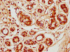CDK3 Antibody PACO61514