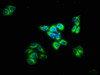IMPG2 Antibody PACO61546
