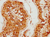 MED26 Antibody PACO61562