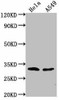 VAX2 Antibody PACO61706