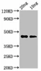cas3 Antibody PACO61750