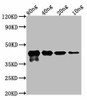 MPN_083 Antibody PACO61778