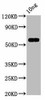 PRA1 Antibody PACO61782