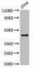 C Antibody PACO61810