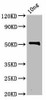 zot Antibody PACO61822