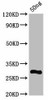 L Antibody PACO61874