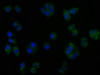 TGFBR3L Antibody PACO62019