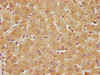 RTN4RL2 Antibody PACO62059