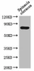 DEG15 Antibody PACO62067