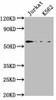 HMGXB4 Antibody PACO62103