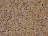 ZRANB1 Antibody PACO62107