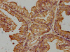 ZRANB1 Antibody PACO62107