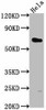 USP17L5 Antibody PACO62435