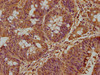SHQ1 Antibody PACO62487