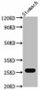 Gsta1 Antibody PACO62683