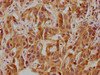 CELSR3 Antibody PACO62783