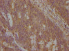 NENF Antibody PACO63527