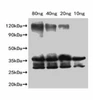 Slfn9 Antibody PACO63547