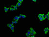 CAMK2N1 Antibody PACO63627