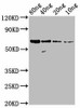 N Antibody PACO63755