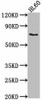 LRIT1 Antibody PACO63899