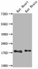 Fgf2 Antibody PACO64019