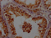 APOO Antibody PACO64147