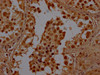 BHLHE23 Antibody PACO64163