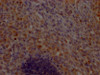 CHCHD5 Antibody PACO64195