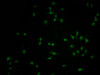 FBXO36 Antibody PACO64235