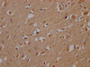 OR10A2 Antibody PACO64355