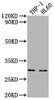 OSCAR Antibody PACO64431
