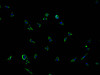 PCDHGB7 Antibody PACO64451