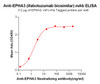 Anti-EPHA3 ifabotuzumab biosimilar mAb HDBS0019