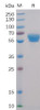 Human 4-1BB Recombinant Protein mFc-His Tag HDPT0011