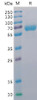 Human CD48 Recombinant Protein mFc-His Tag HDPT0016