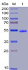 Human GITR Recombinant Protein hFc-His Tag HDPT0018