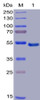 Human GITR Recombinant Protein mFc-His Tag HDPT0019