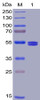 Human GITR Ligand Recombinant Protein mFc-His Tag HDPT0020