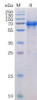 Human OX40 Recombinant Protein hFc-His Tag HDPT0022