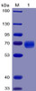 Human PD-1 Recombinant Protein mFc-His Tag HDPT0025
