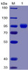 Human CD155 Recombinant Protein mFc-His Tag HDPT0027