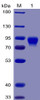 Human B7-H2 Recombinant Protein mFc-His Tag HDPT0029