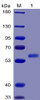 Human FLT3 Ligand Recombinant Protein mFc-His Tag HDPT0033