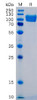 Human ICAM-1 Recombinant Protein mFc Tag HDPT0049